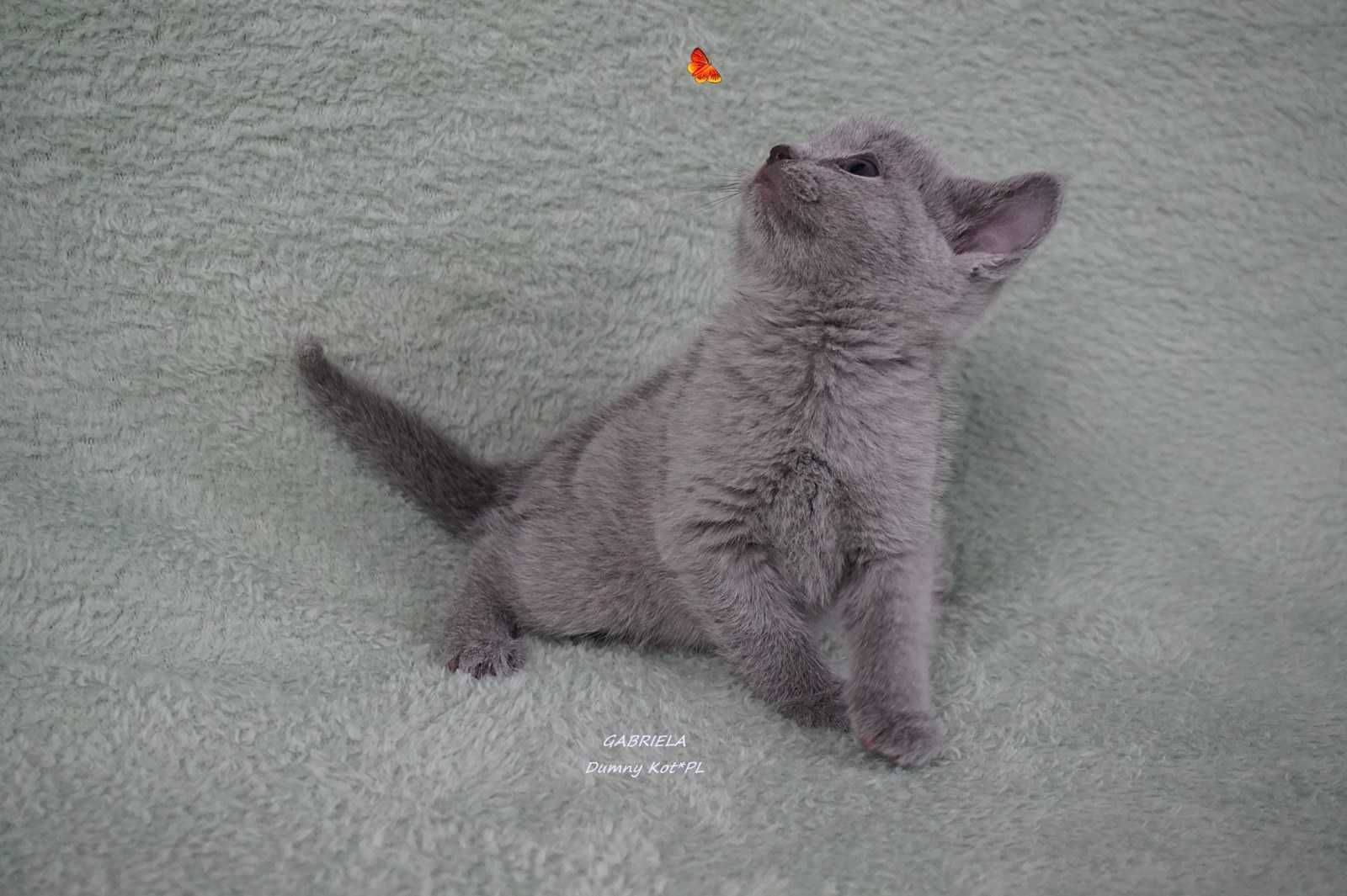 Kocięta Rosyjskie Niebieskie koteczka Gabriela szuka domu