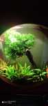 Lomariopsis lineata - Round Pellia - Planta