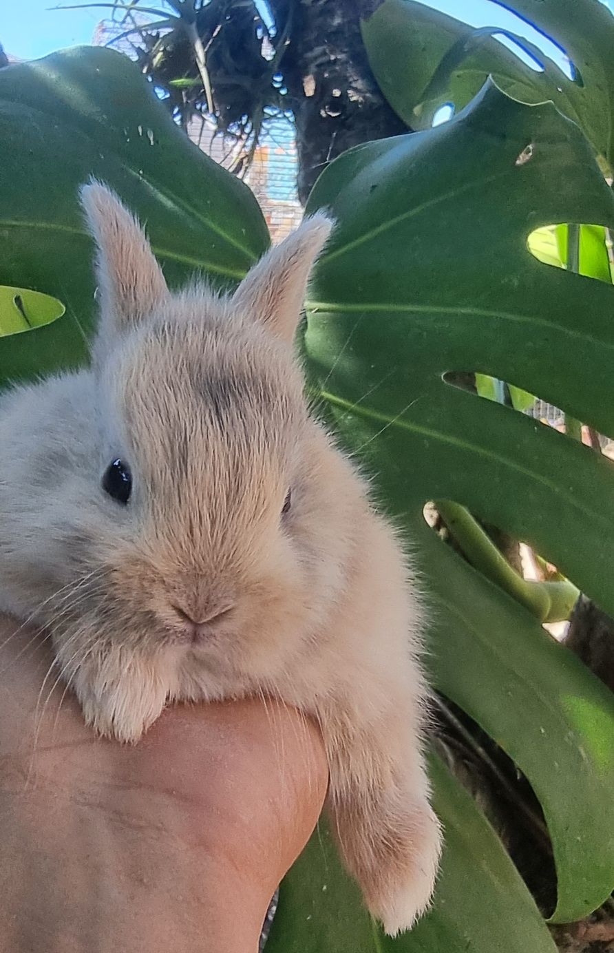 Coelho anao mini lion, mini holandes e mini lop