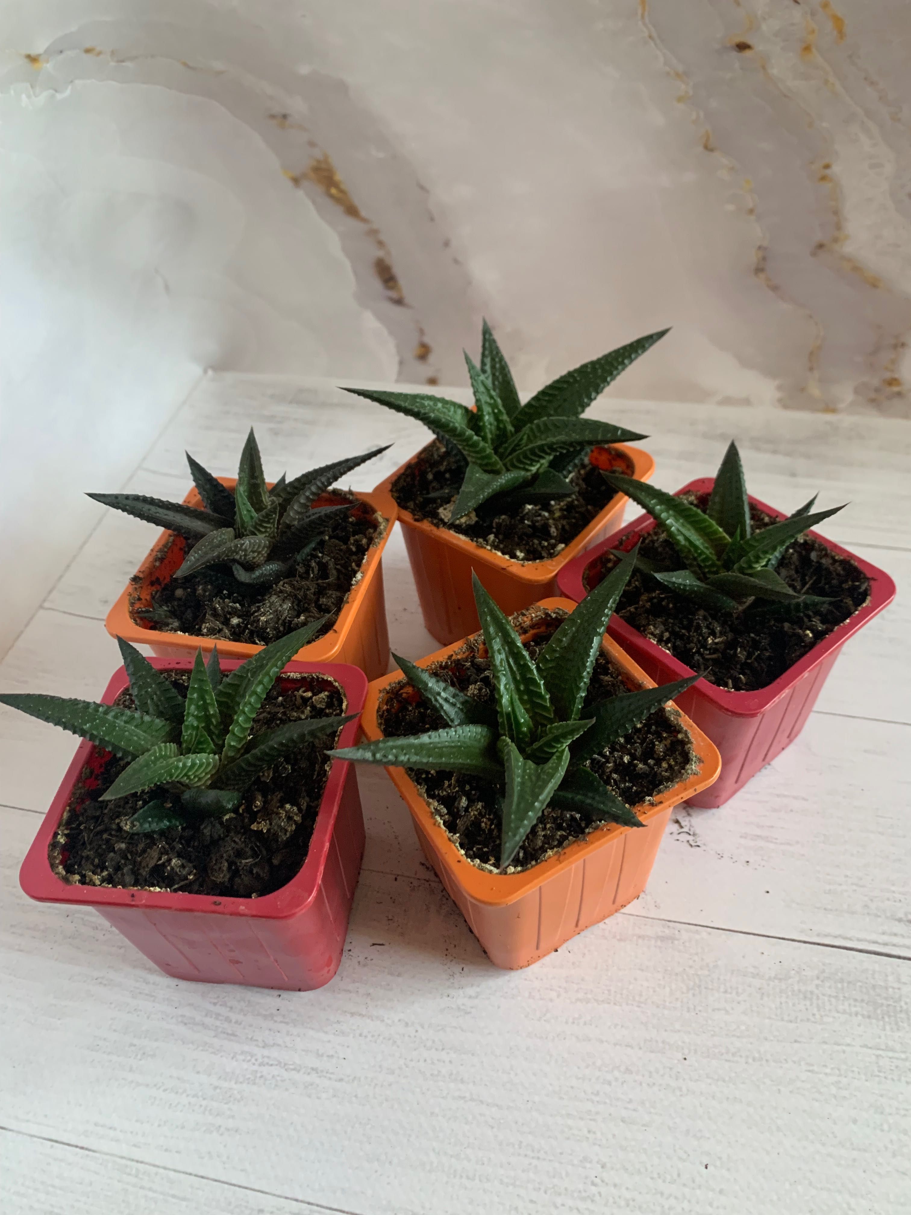 Сукуленти  2 види