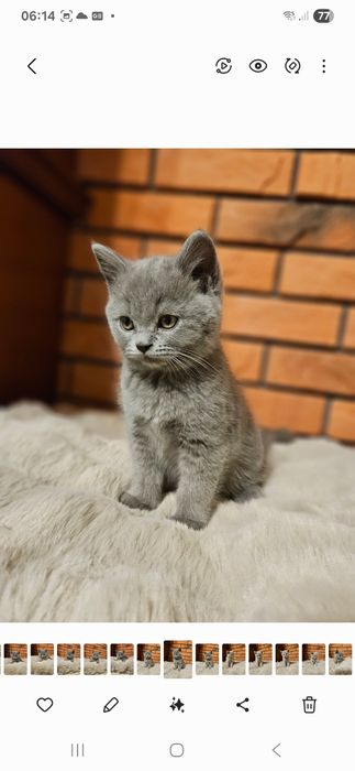 Kot brytyjski krótkowłosy