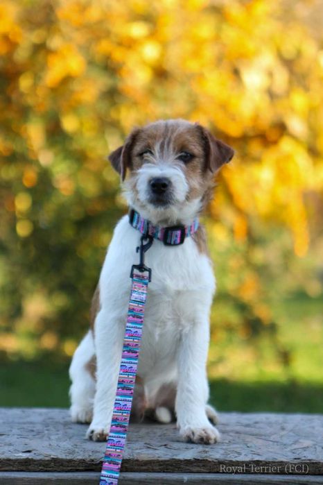 piesek Jack Russell terrier ZKWP/FCI szorstkowłosy