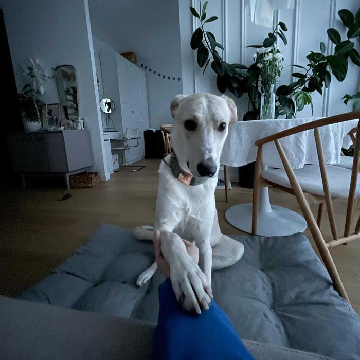 Pies Chart x Labrador PILNIE do adopcji PROSIMY O POMOC Fundacja