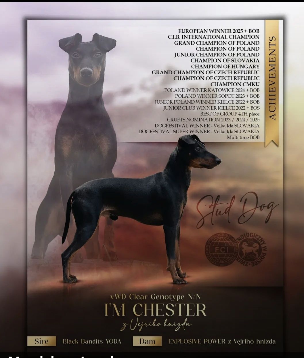 Manchester Terrier  ZKwP/FCI - samiec