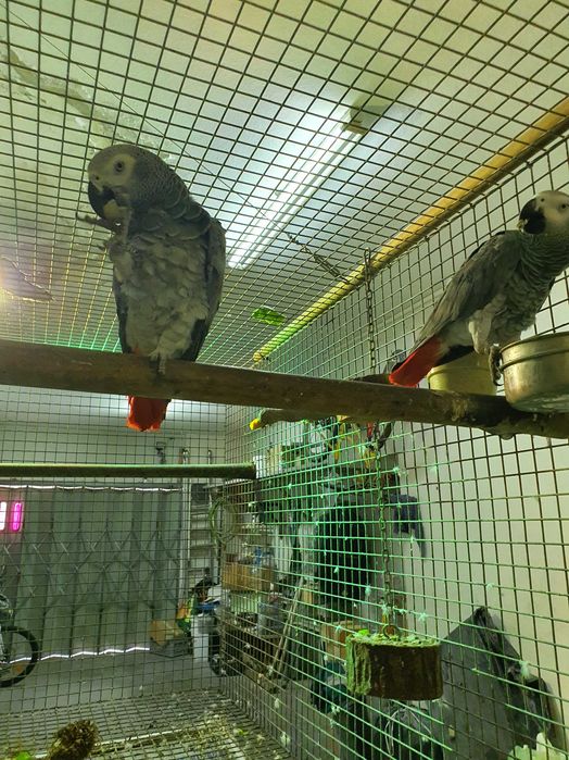 Papagaios Psittacus Erithacus