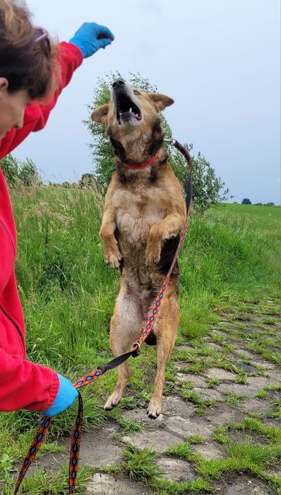 Beagle XXL szuka domu