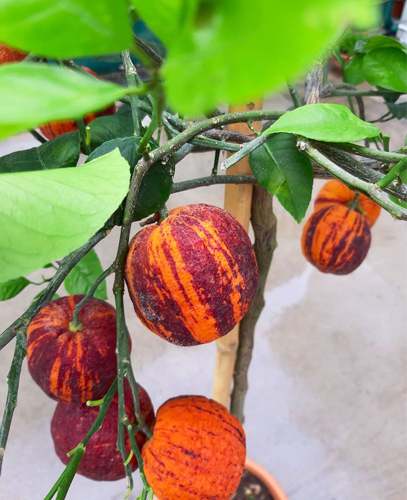 Limoeiro Arcobal Anão com fruto - RARO - Últimas 2 unidades