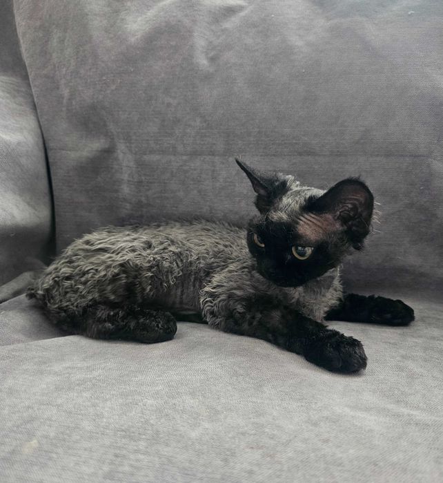 Kotka Devon Rex, FPL
