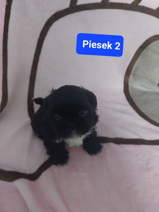 Shih tzu do rezerwacji