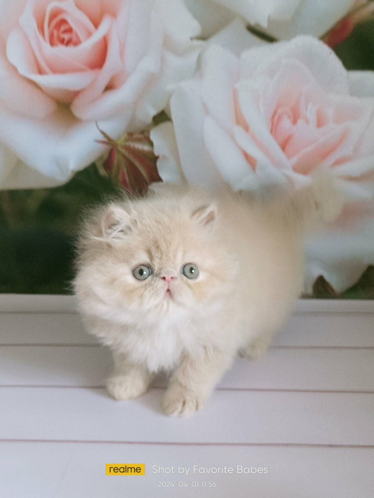 продам персидське кошеня хлопчик 2 місяці