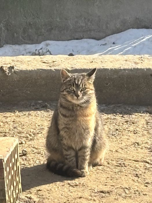 MŁODA KOTKA do oddania w dobre ręce - wysterylizowana!