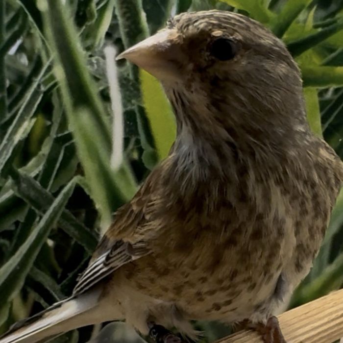 Makolągwa samica 25r