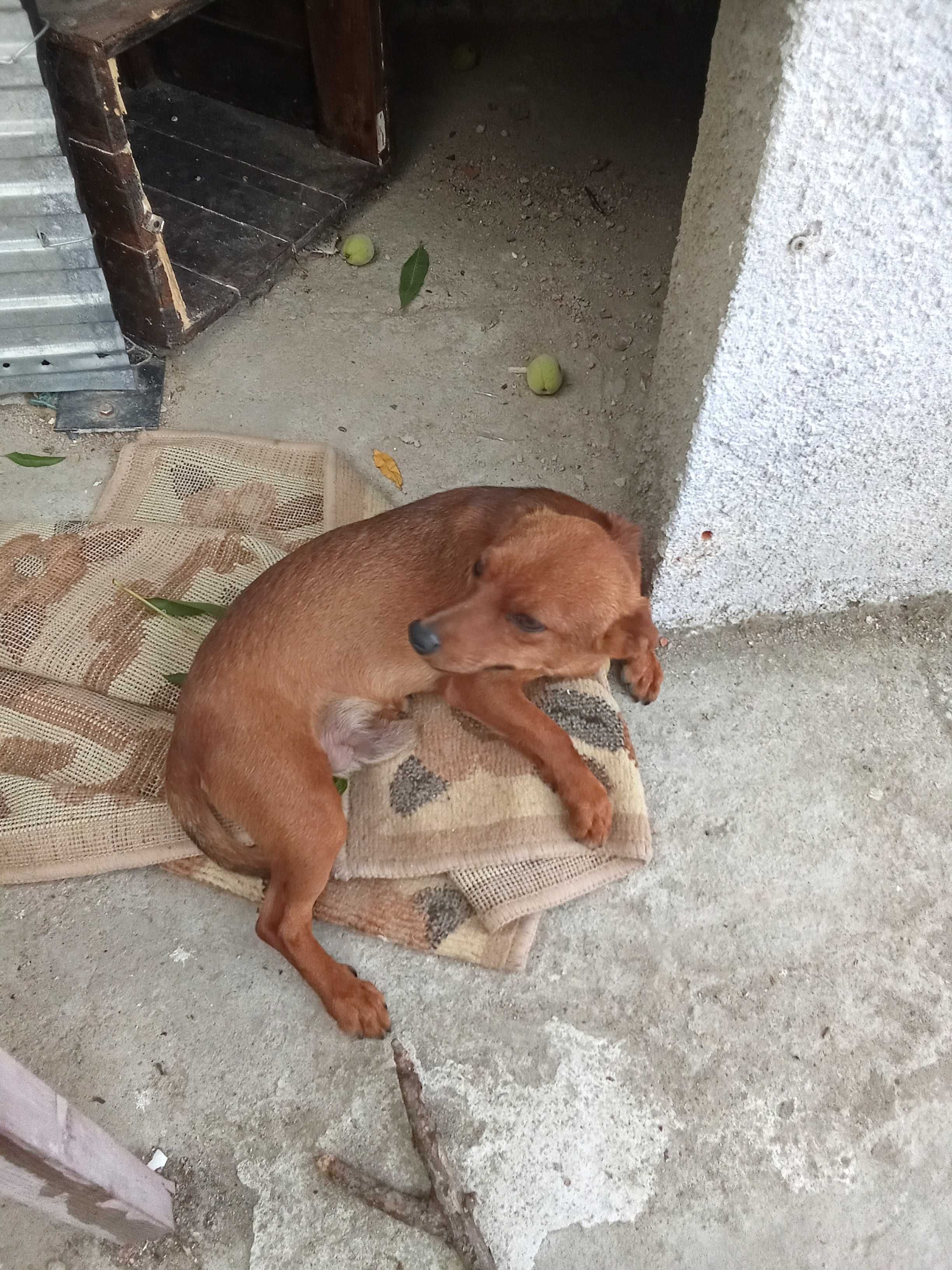 cão para adoção, muito brincalhao