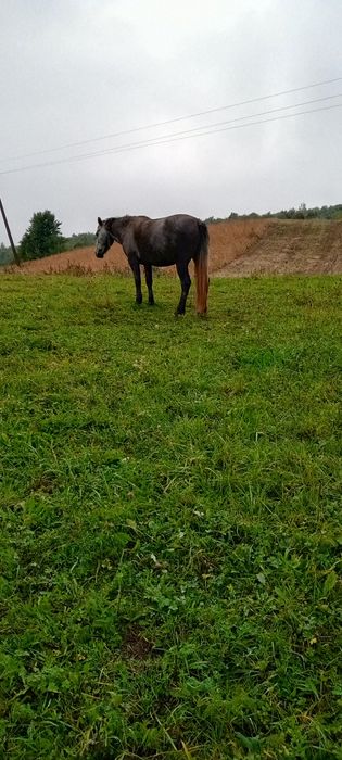 Продам кобила жеребна