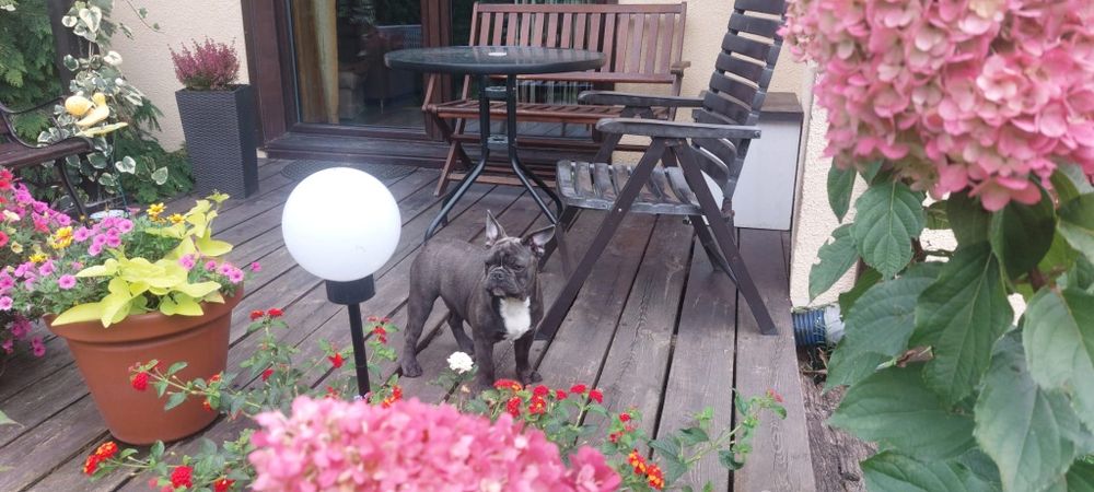 Bludog francuski BLUE niebieski SAMCZYK + GRATISY