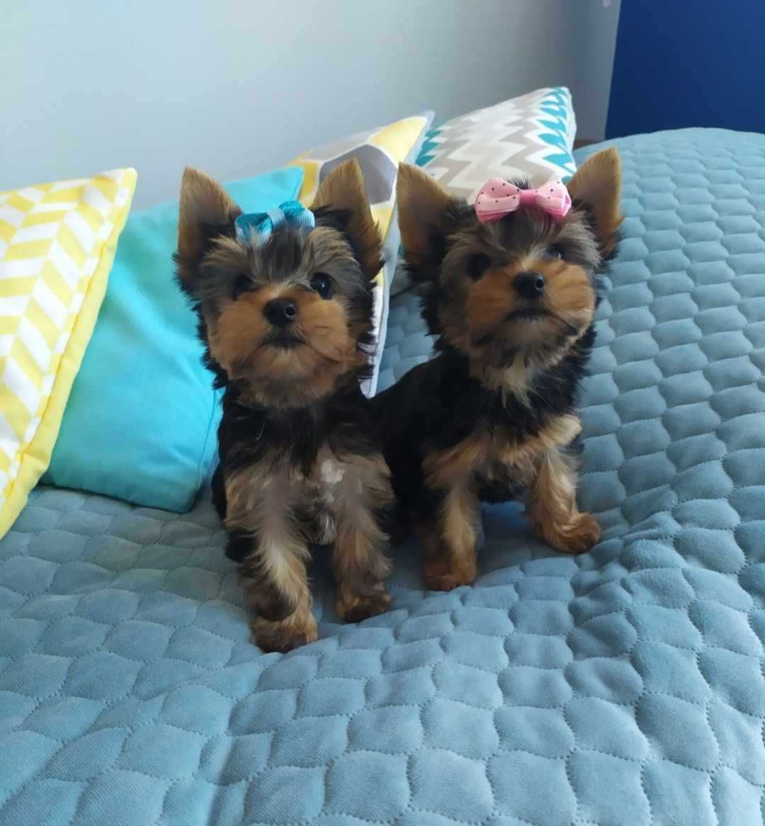 Yorkshire Terrier, york, yorki, piesek, suczka