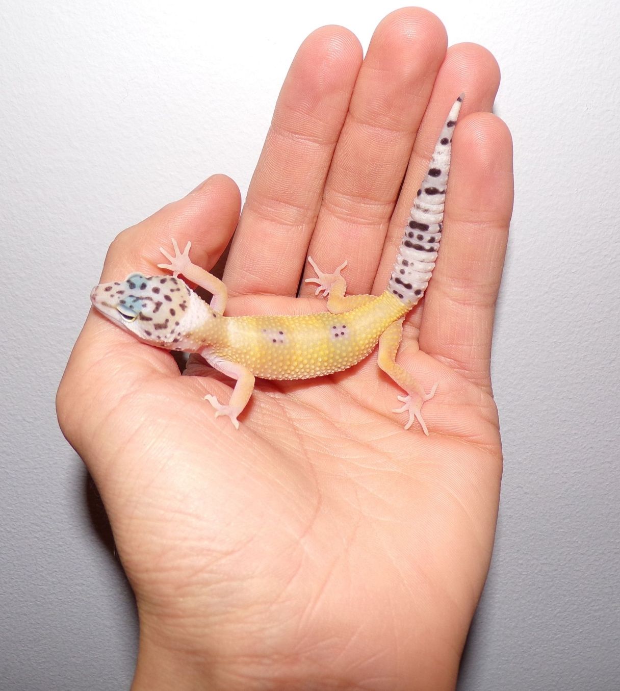 Gekon lamparci tangerine