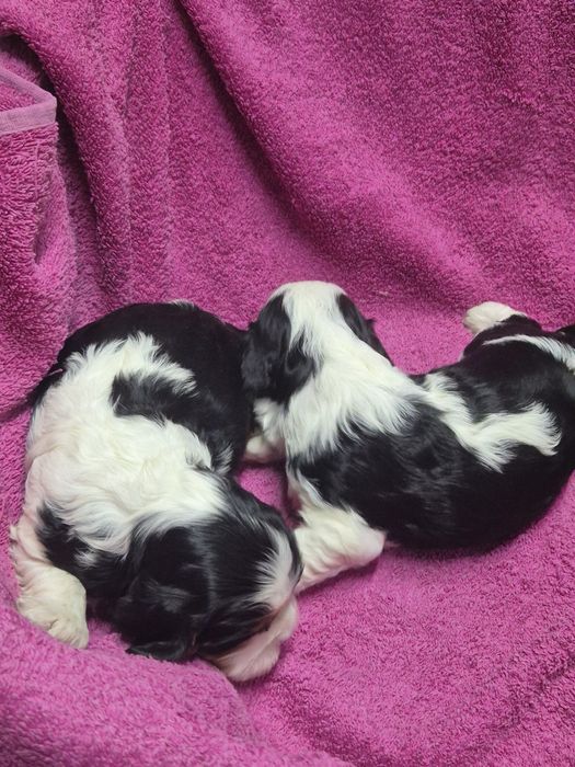 Cavalier King Charles Spaniel chłopaki