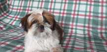 Suczka shih tzu Viva