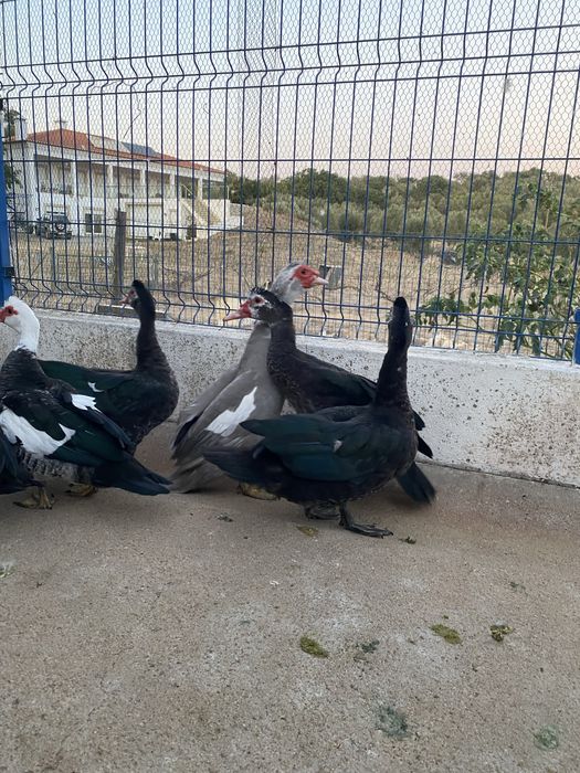 Patos mudos do campo