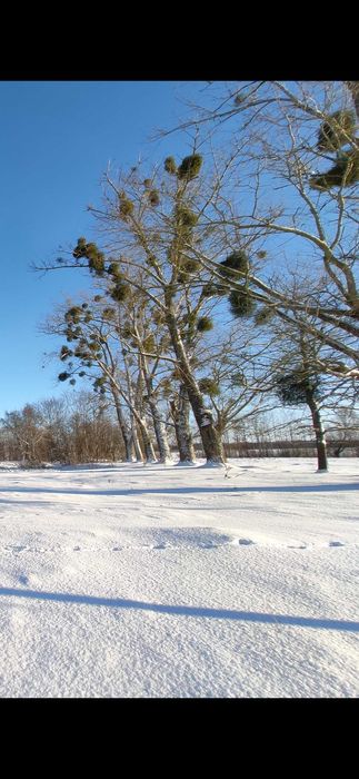 Topole na pniu - do ścinki we własnym zakresie