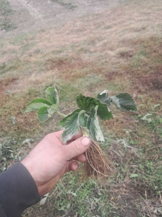 Honeoye sadzonki truskawek