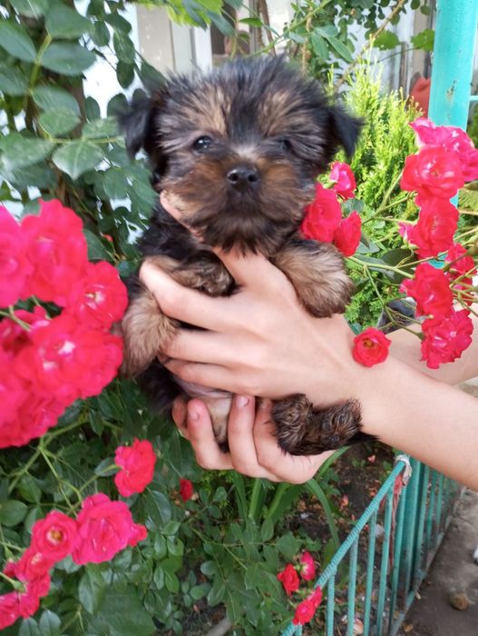 Йоркширский терьер щенки
