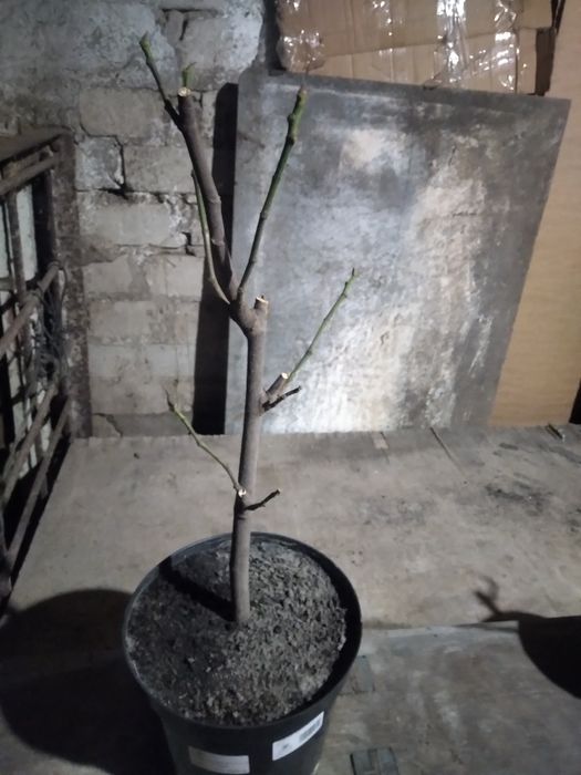 Саджанці інжиру різних сортів