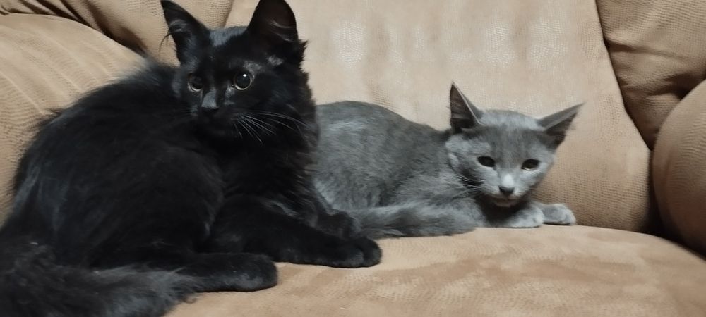 Котята комочки счастья в добрые руки