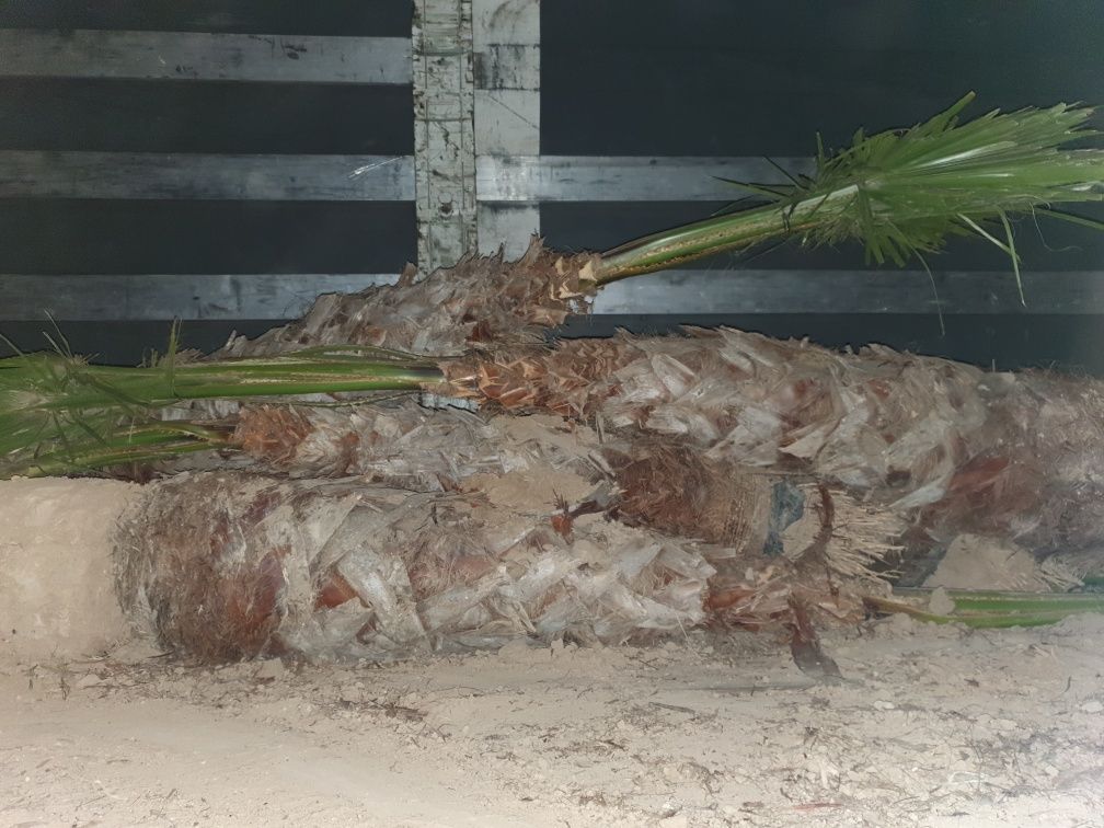 Washingtonia robusta Palmeiras 10 a 12 metros de tronco