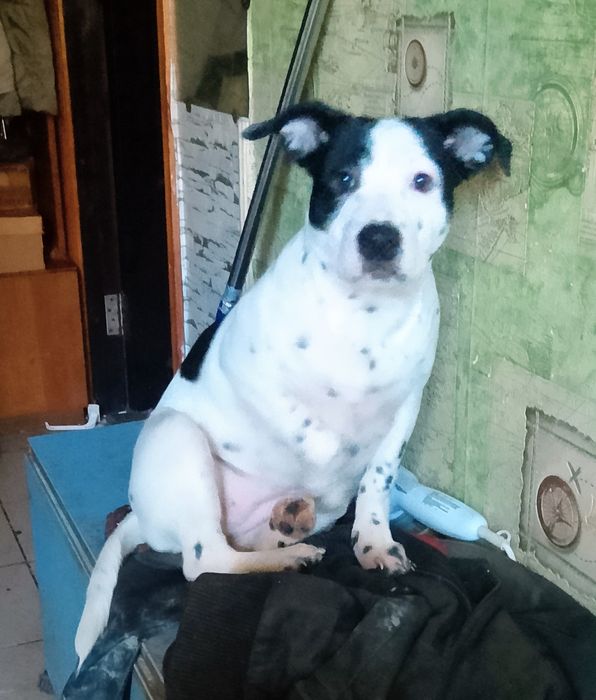 Щенки в хорошие руки