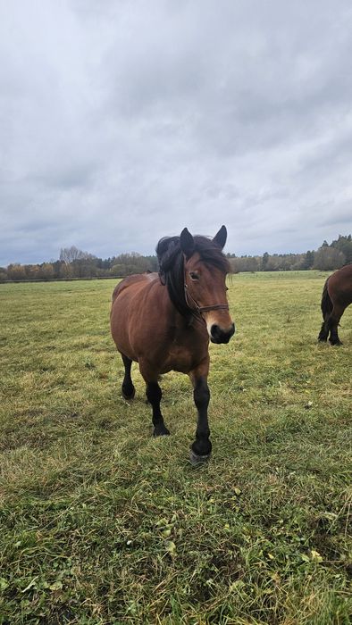 Sprzedam 3 klacze zimnokrwiste