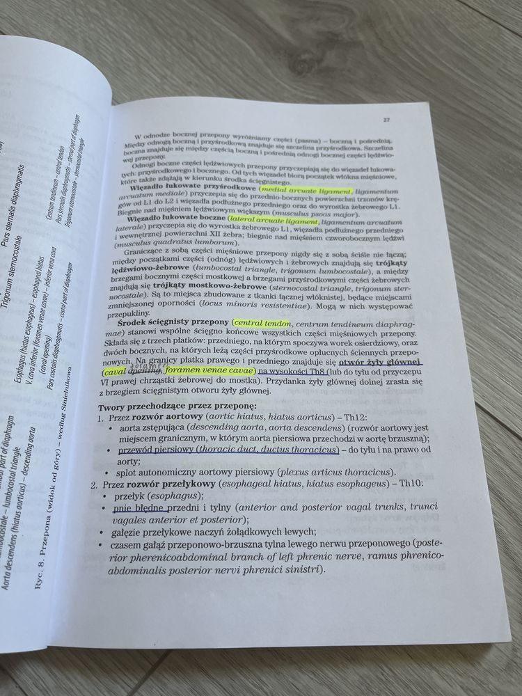 skawina, klatka piersiowa [anatomia]