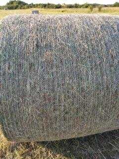 sprzedam siano w balach z 2025 tanio