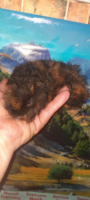 Породиста довгошерста морська свинка