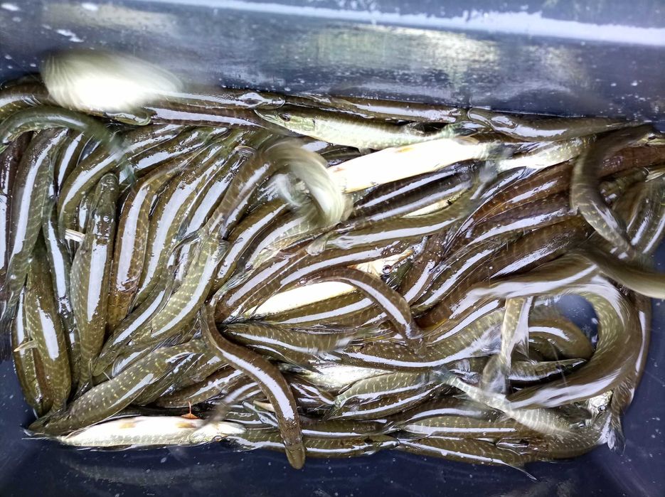 Narybek szczupak 25 cm , lin karp karaś sandacz węgorz jesiotr
