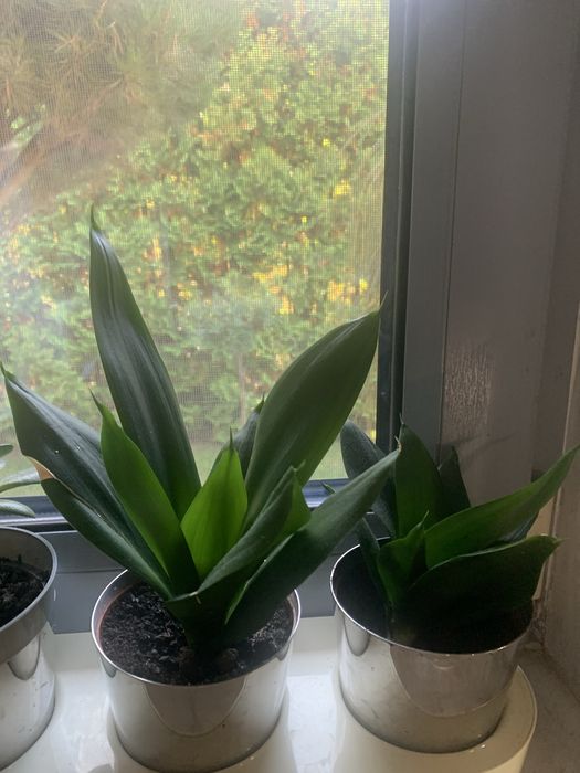 Sansewieria gwinejska 'Hahnii Black' Sansevieria trifasciata