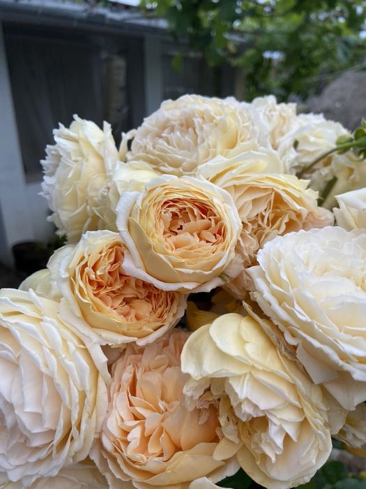 РОЗЫ Саженцы  роз продаю англ; плетистые; флорибунда; парковые