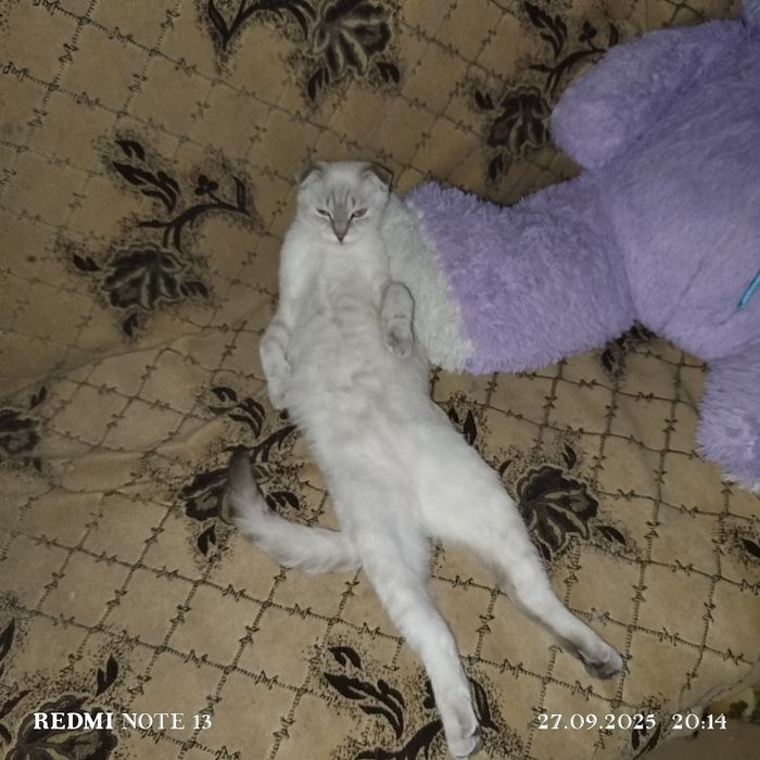 Отдам кошку в хорошие руки