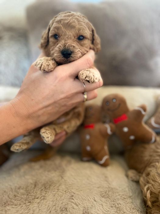 Pudel Miniatura Suczka