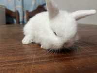 Vendo coelhinhos mini lop