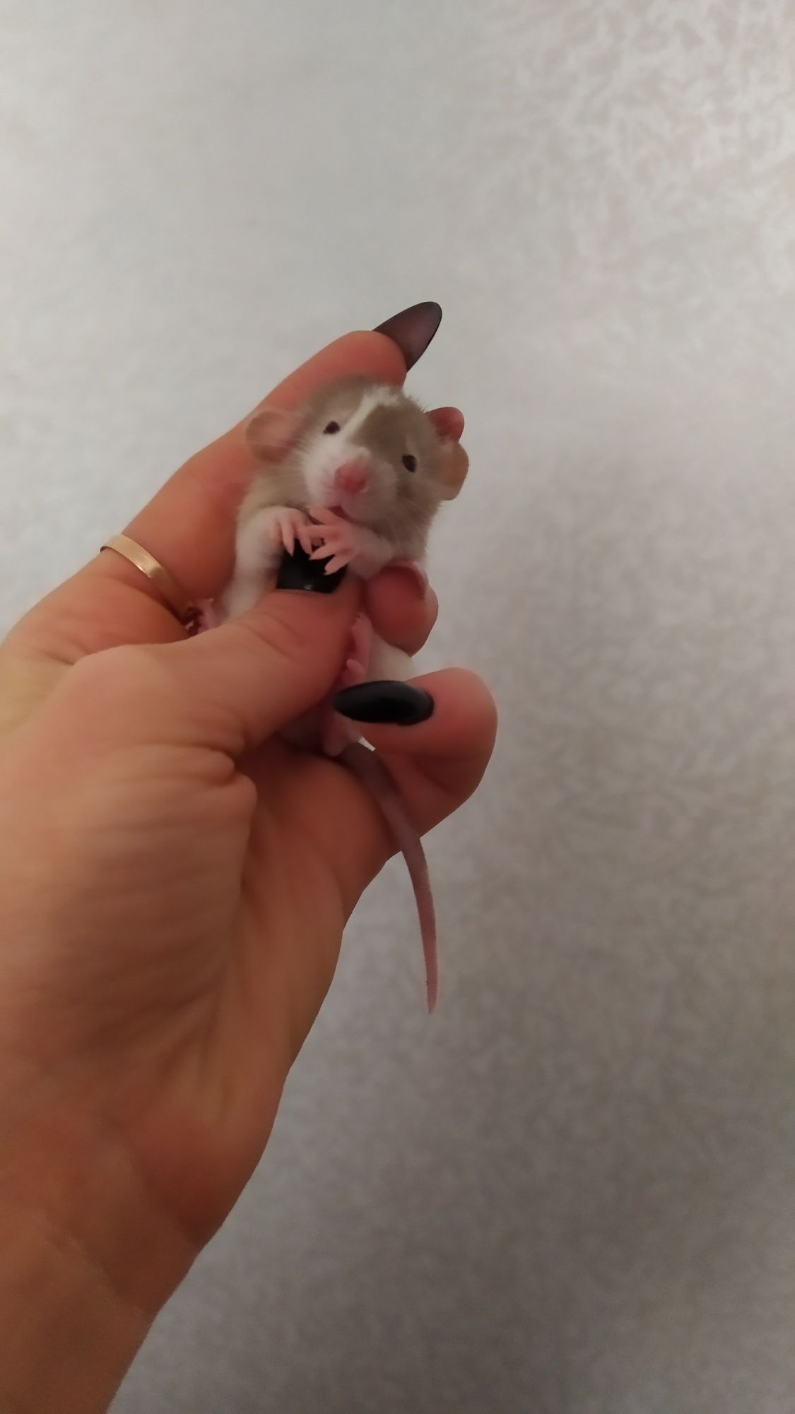 королевские крысята дамбо