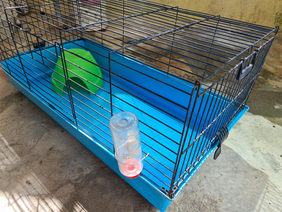 Gaiola Coalhinhos