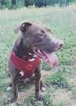 Sunia do pilnej adopcji