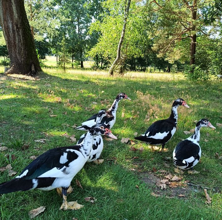 Młode kaczki, kaczory