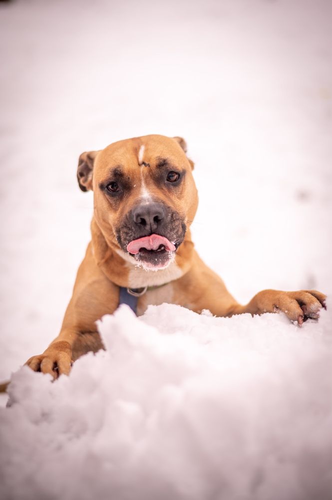 Bakuś amstaff czeka na dom