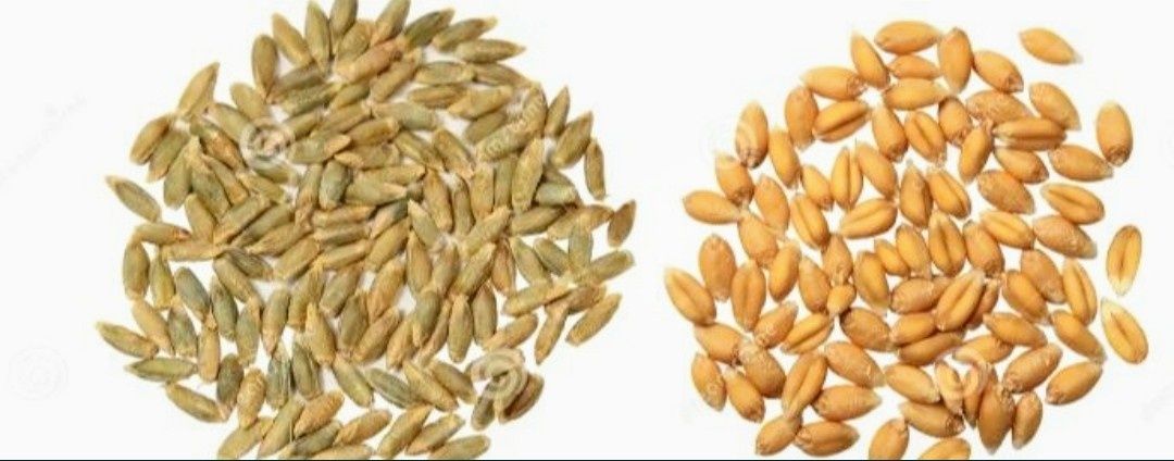 Зерно: пшеница, ячмень