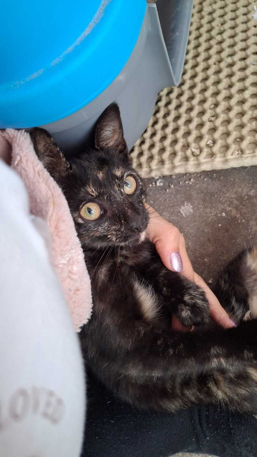 Gatinha para adoção