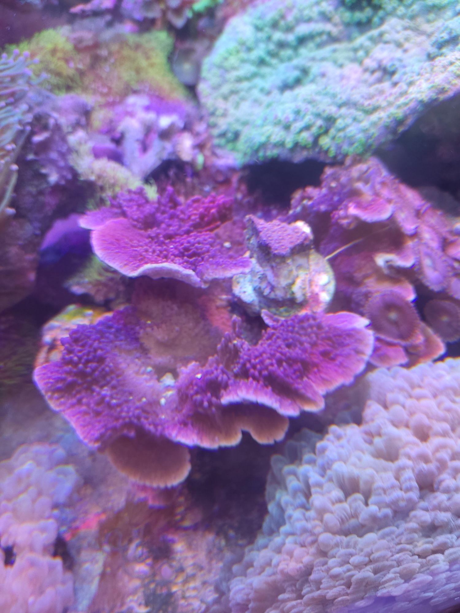 Montipora talerzowa koral SPS