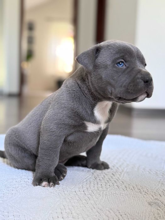 American Bully XL